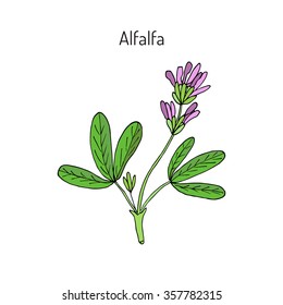 Alfalfa Medicago Sativa Vector Illustration Stock Vector (Royalty Free ...