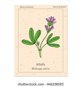 Alfalfa (Medicago sativa). Vector illustration