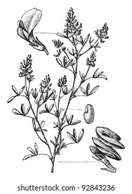 Alfalfa (Medicago sativa) / vintage illustration from Meyers Konversations-Lexikon 1897