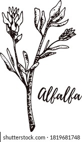 Alfalfa. Medicinal herbs collection. Vector set of hand drawn summer florals, herbs, weeds and meadows. Vintage plants illustration. Botanical elements in engraved style. Wild flowers outlines set.