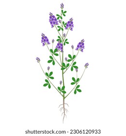 Alfalfa plant with flowers and roots on a white background.