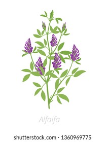 Alfalfa plant. Medicago sativa. Lucerne Agriculture cultivated plant. Green leaves. Flat vector color Illustration clipart.