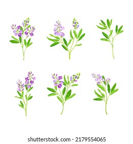 Alfalfa plants set. Medicago sativa or lucerne twigs. Superfood, ayurvedic medical herb vector illustration