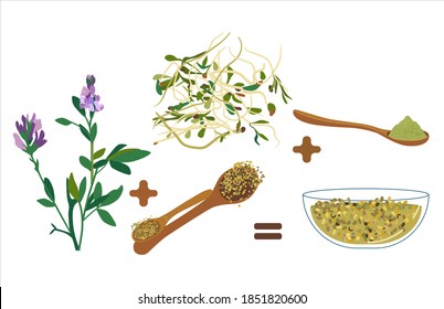 Alfalfa purple therapeutic flowers,beans,seeds.Vegan organic products.Lucerne sprouts and powder.Spoon with grain.Hand drawn doodle vector poster for cafe menu.Livestock fodder.Herbs for medicine