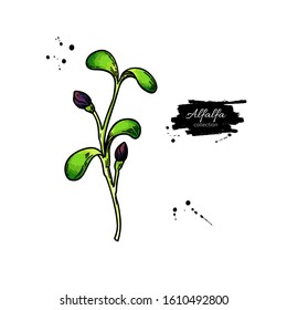 Alfalfa sprout vector drawing. Kai wah-rei illustration. Isolated sketch of baby plant. Botanical illustration of medical herb, Raw vegetarian food.