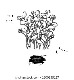 Alfalfa sprouts heap vector drawing. Kai wah-rei bunch. Isolated sketch of baby plant. Botanical engraving of medical herb, Raw vegetarian food.