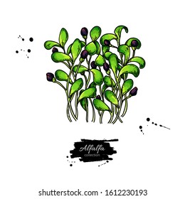 Alfalfa sprouts heap vector drawing. Kai wah-rei bunch. Isolated sketch of baby plant. Botanical illustration of medical herb, Raw vegetarian food.