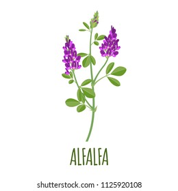 Alfalfa vector logo in flat style. Isolated object. Superfood alfalfa medical herb. Vector illustration.