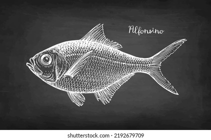 Alfonsino fish. Chalk sketch on blackboard background. Hand drawn vector illustration. Vintage style stroke drawing.