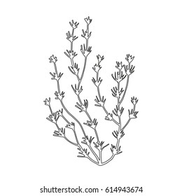 Alga adumbration