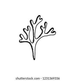 alga edible underwater vector icon. sketch isolated