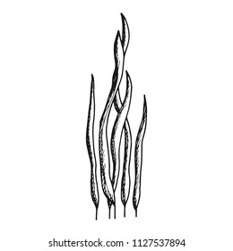 alga herb. simple sketch vector isolated. black silhouette.