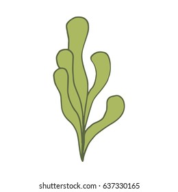 Alga illustration