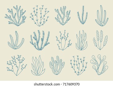 alga vector isolated set. hand drawing