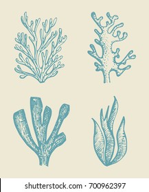 alga vector sketch set. illustration