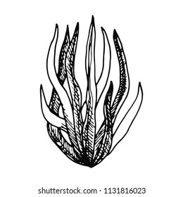 algae bush isolated. vector marine plants on white background.