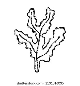 algae bush isolated vector. marine plants.
