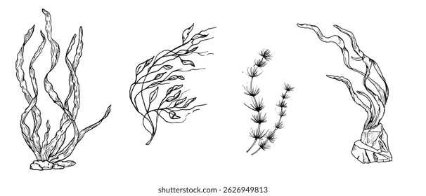 Algae bushes in the rocks, black and white ink drawing. Vector illustration. A set of leaves and twigs of algae, the underwater world of the ocean, isolated on a white background. Marine theme
