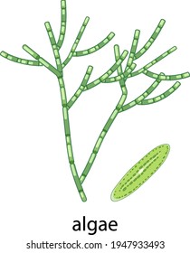 Algae cartoon style on white background illustration