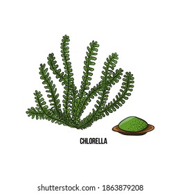 Algae - chlorella. Green and red edible algae. Black and multi-colored sketch on a white background. Vector hand drawn illustration.