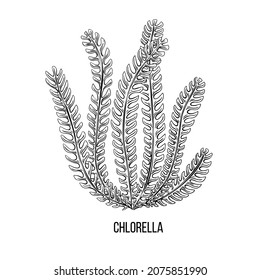 Algae - chlorella. Green and red edible algae. Black and multi-colored sketch on a white background. Vector hand drawn illustration.