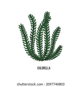 Algae - chlorella. Green and red edible algae. Black and multi-colored sketch on a white background. Vector hand drawn illustration.