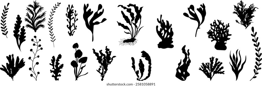 algae collection silhouette on white background vector