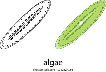 Algae in colour and doodle on white background illustration