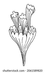 Algae contour, hand drawn vector drawing