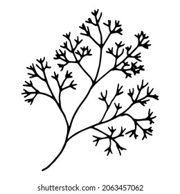 Algae contour, hand drawn vector drawing