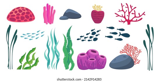 Algae, corals, fish. Ocean plants and schools of fish