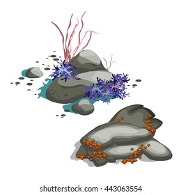 Algae and corals grow on the rocks at the bottom of the sea. Creatures of sea isolated on white background. Vector illustration.