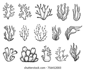 algae and corals set sketch