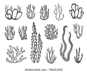 algae and corals set. Sketch vector