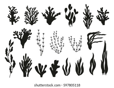 algae and corals set vector