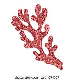Algae corals in stylized technique. Marine world, texture pencil marker strokes. Vector element