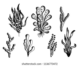algae drawing handmade monochrome vector. isolated