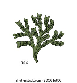 Algae - fucus. Green and red edible algae. Black line ink sketch on a white background. Vector hand drawn illustration cartoon.
