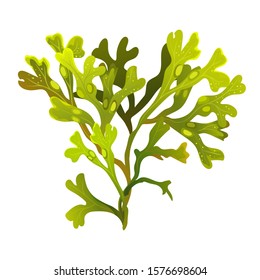 Algae fucus isolated on white. Bladderwrack. Vesiculosus. Vector illustration