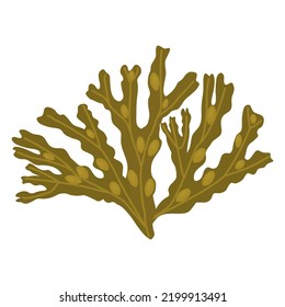 Algae fucus isolated on white Botanical drawing Vector illustration