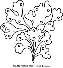 Algae Fucus. Vector Outline Illustration.