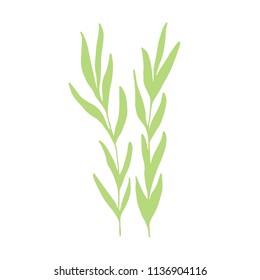 algae green isolated silhouette. marine plant. on a white background