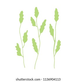 algae green isolated silhouette. vector sea plant. on a white background.