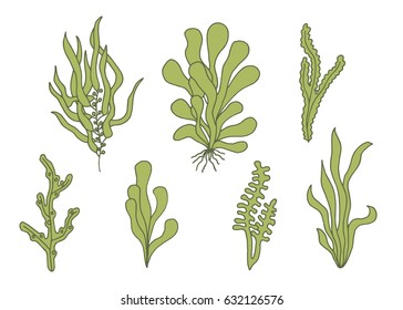 Algae green vector illustration