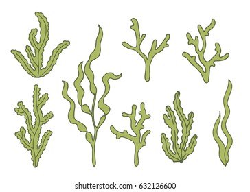 Algae green vector illustration set
