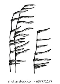 Algae hand drawing