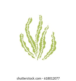 Algae hand drawing vector