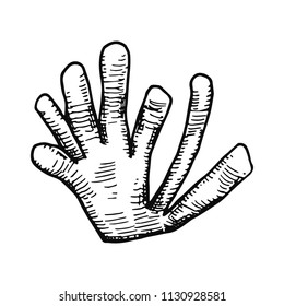 algae hand drawing vector isolated sea plants.