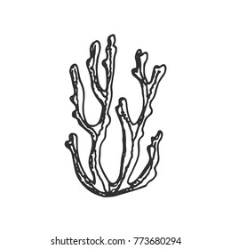 algae hand drawing vector. sketch isolated on white background