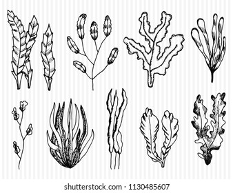 algae hand-drawn vector set. isolated sketches.